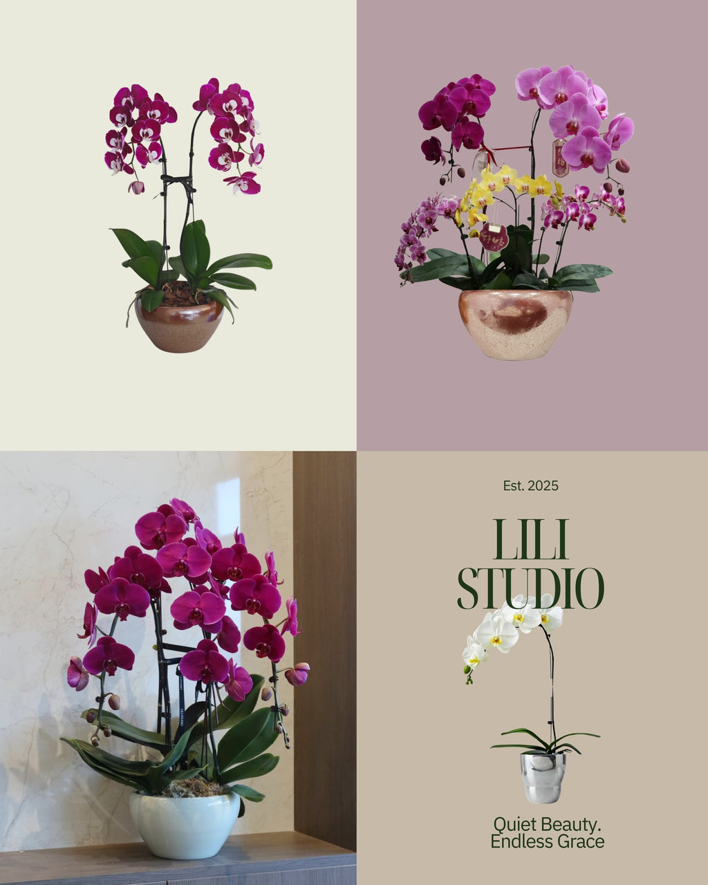 Phalaenopsis Orchid Subscription