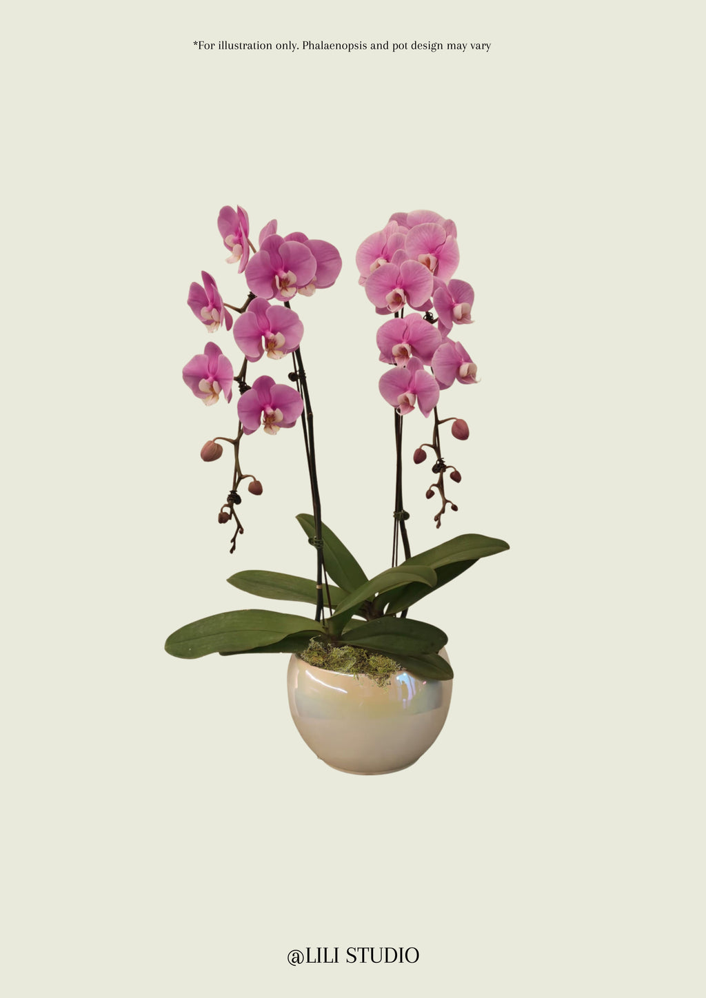 Phalaenopsis Orchid Subscription