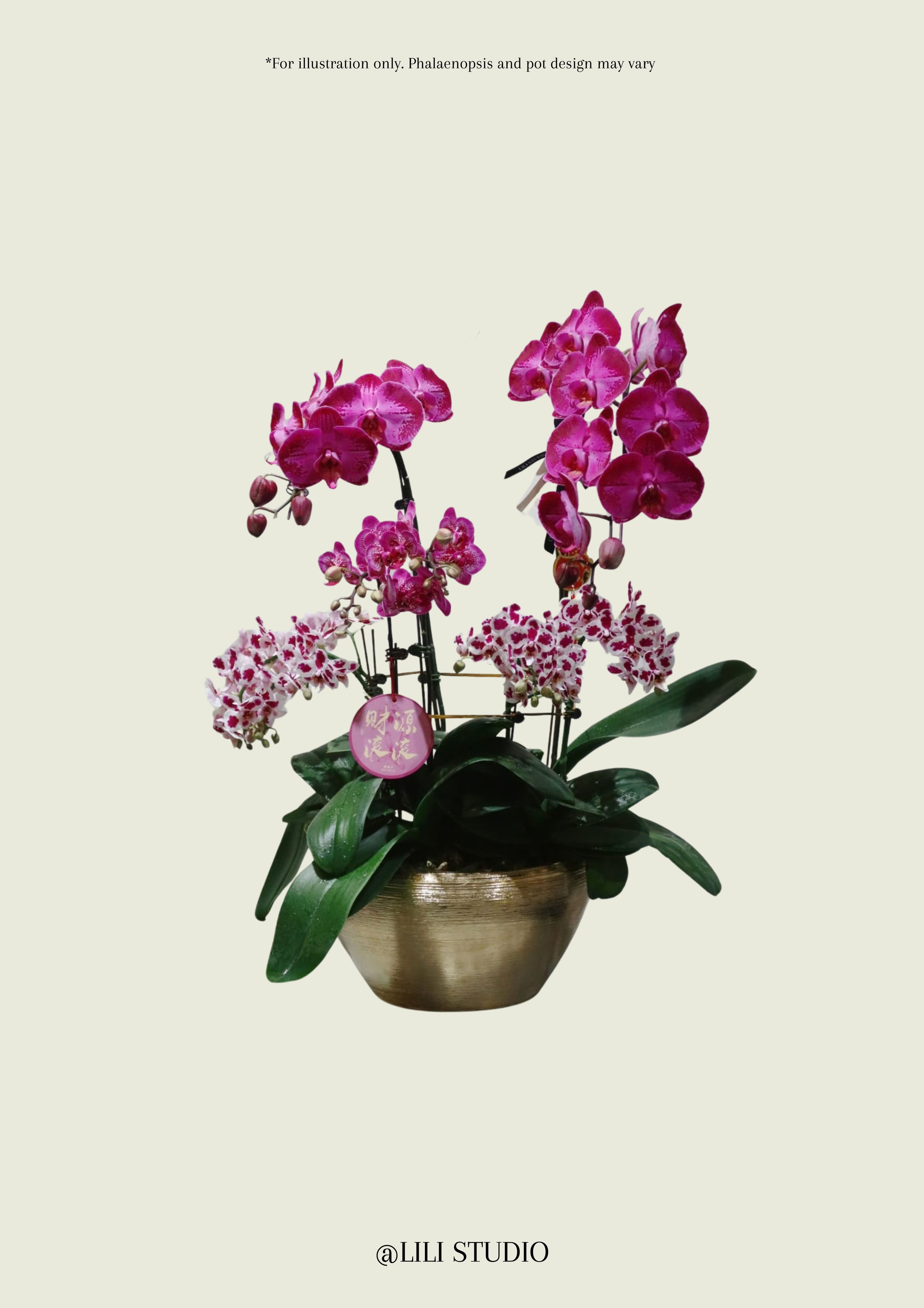 Treasure Pot (Mixed Phalaenopsis)