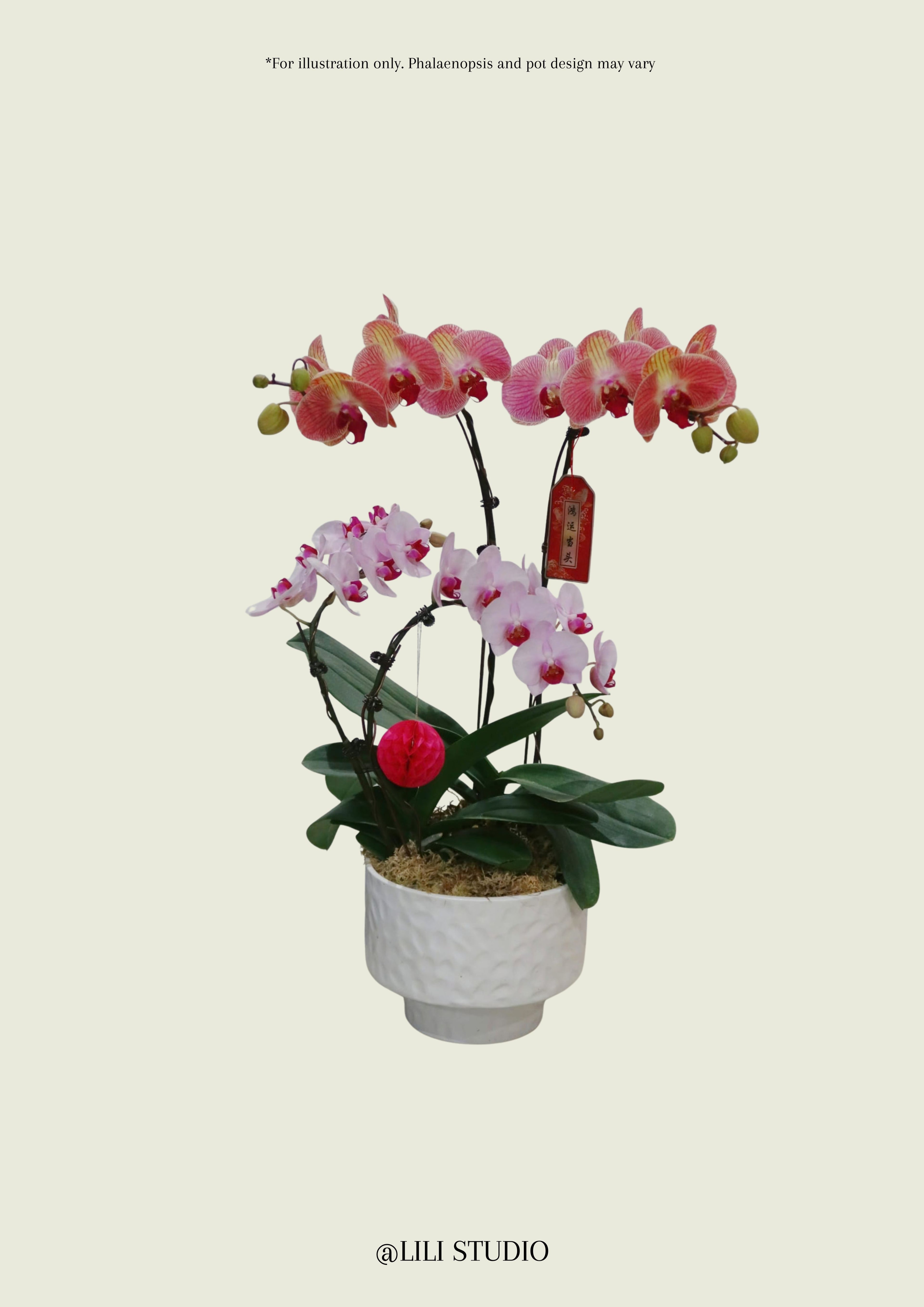 Dancing Queen (2 Mixed Double Stalk Phalaenopsis Blind Box)