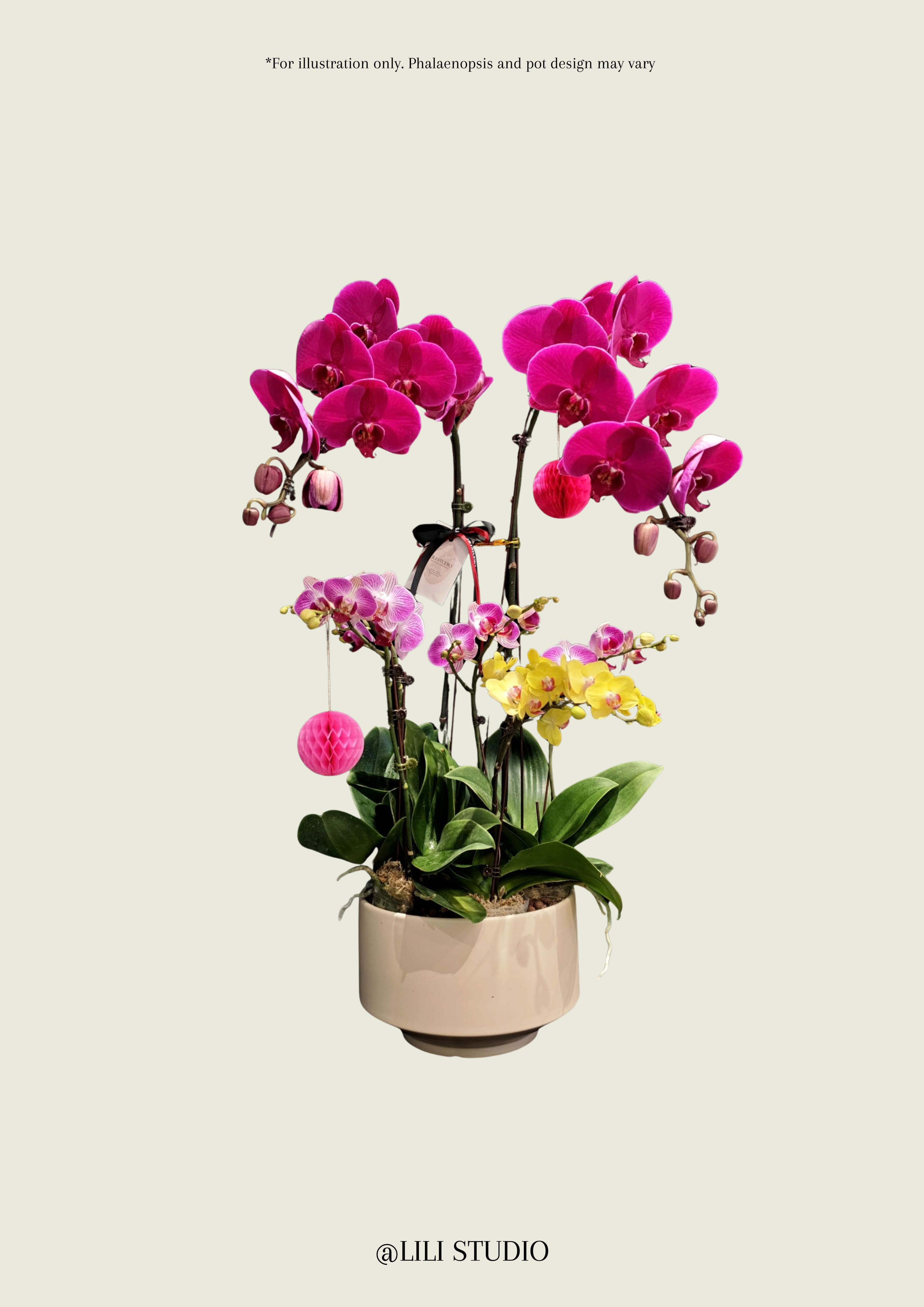 Treasure Pot (Mixed Phalaenopsis)