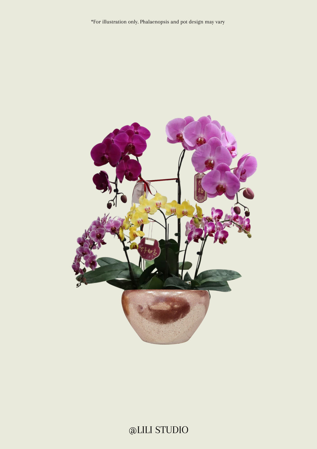 Treasure Pot (Mixed Phalaenopsis)