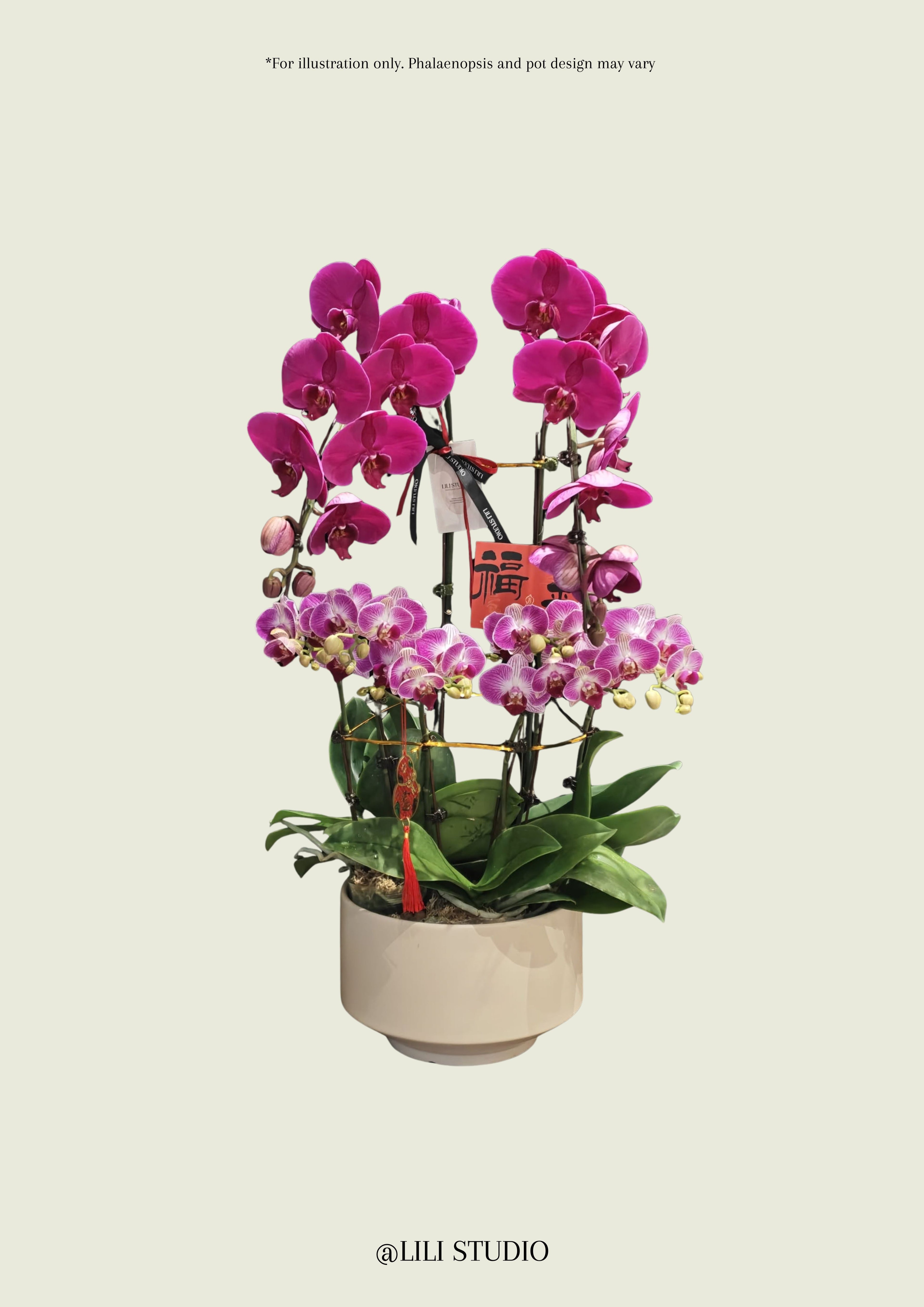 Treasure Pot (Mixed Phalaenopsis)