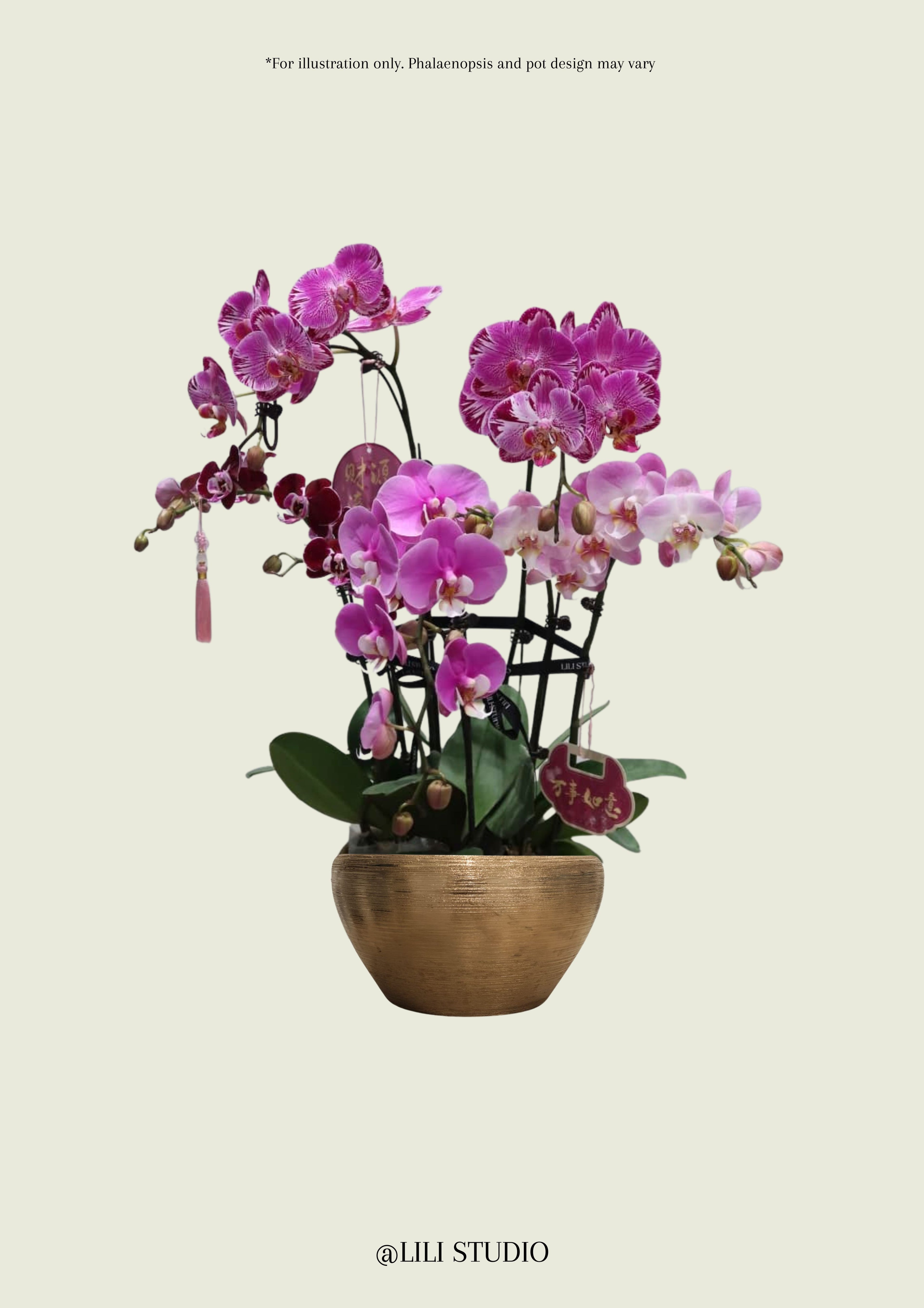 Treasure Pot (Mixed Phalaenopsis)